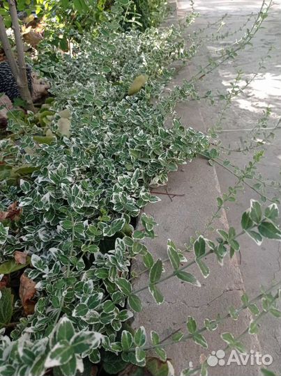 Бересклет эмеральд гаети