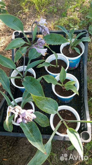 Хоста голубая Халцион