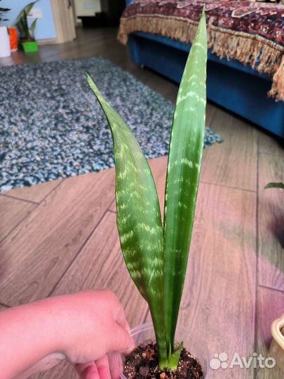 Сансевиерия сортовая