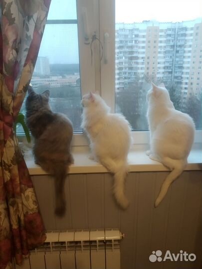 Зоотакси, зооняня, котоняня