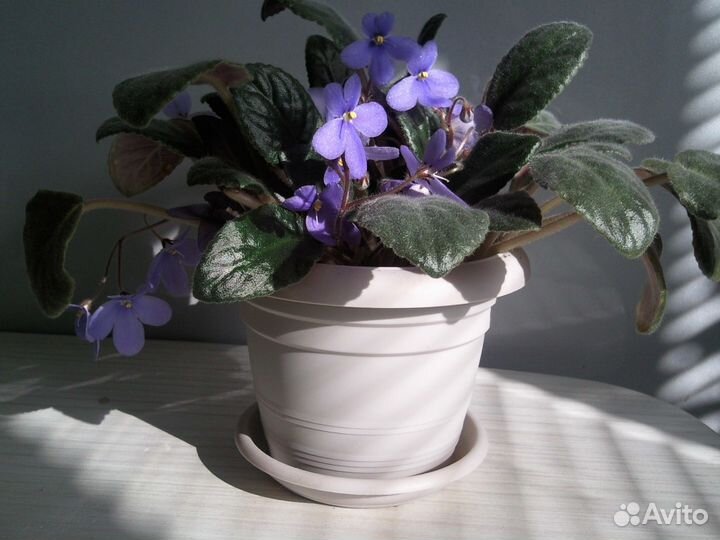 Фиалка - сенпония