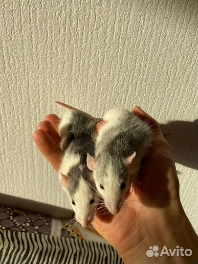 Крысята Хаски дамбо с клеткой, кормом и всем ост