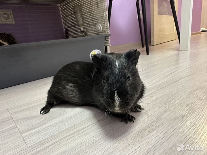 Морская свинка