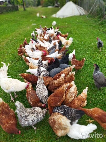 Куры несушки