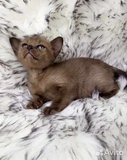 Бурманские котята