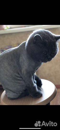 Стрижка кошек