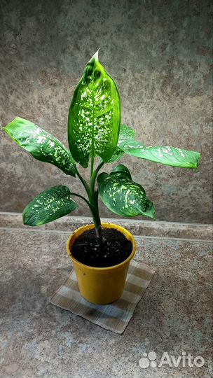 Комнатные цветы