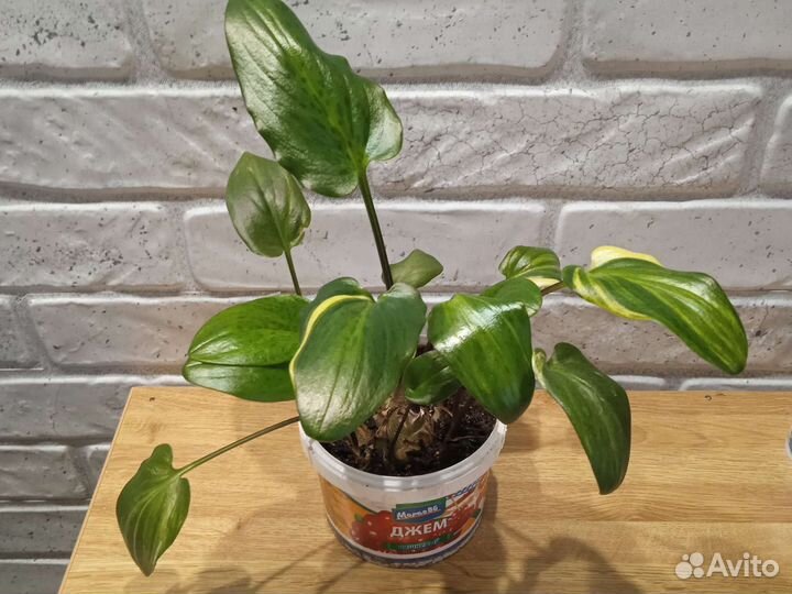 Комнатные растения