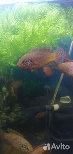 Хромис красавец