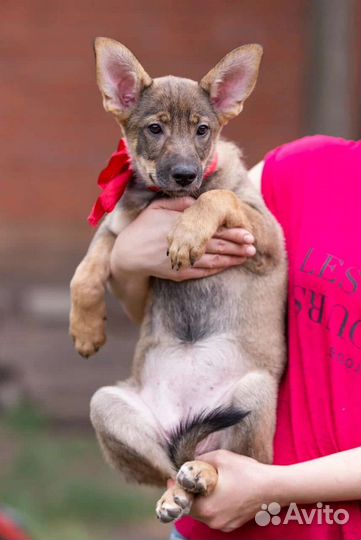 Щенок Тилли (девочка) в дар
