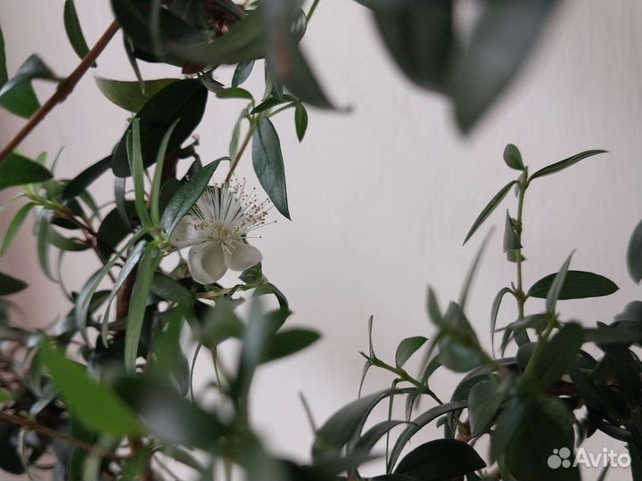 Мирт деревце и укорененые черенки