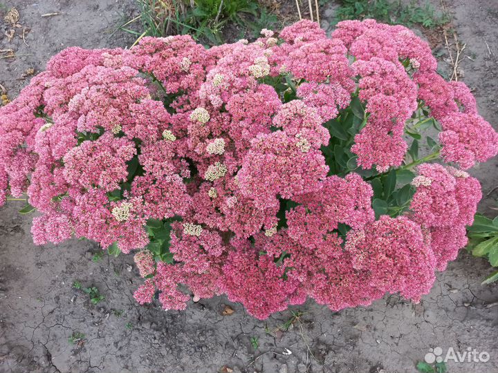 Очиток Королевский