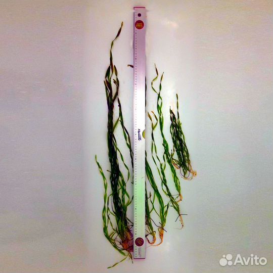 Валлиснерия Аквариумные растения