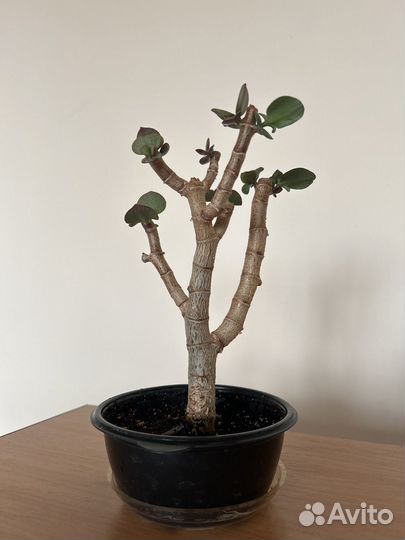 Бонсай из Толстянки