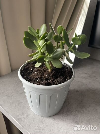 Толстянка, денежное дерево