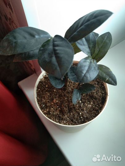 Продам комнатные растения замиокулькас Черный