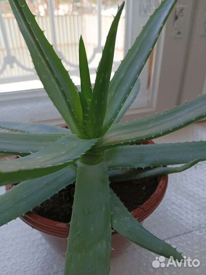 Алоэ-вера лечебный