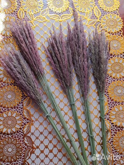 Сухоцветы для творчества