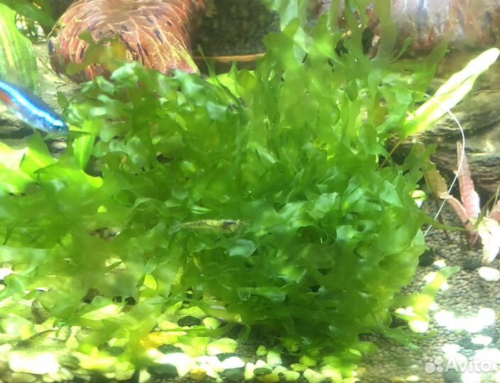 Ломариопсис линеата