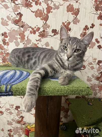 Бенгальская кошечка