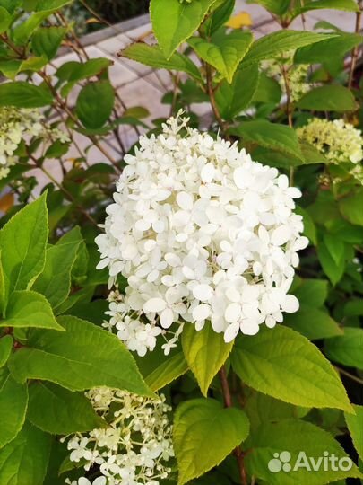 Гортензия метельчатая Лайм Лайт