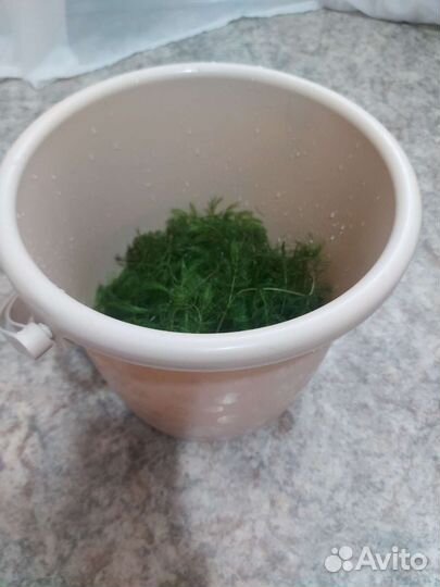 Аквариумные растения