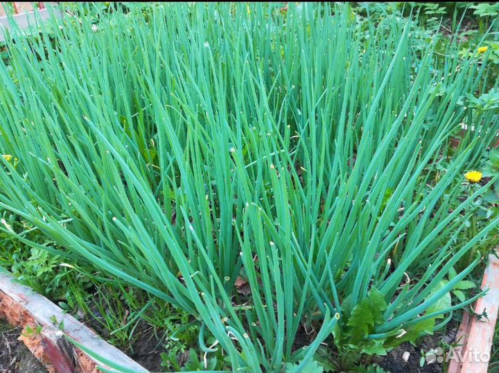 Лук на перо