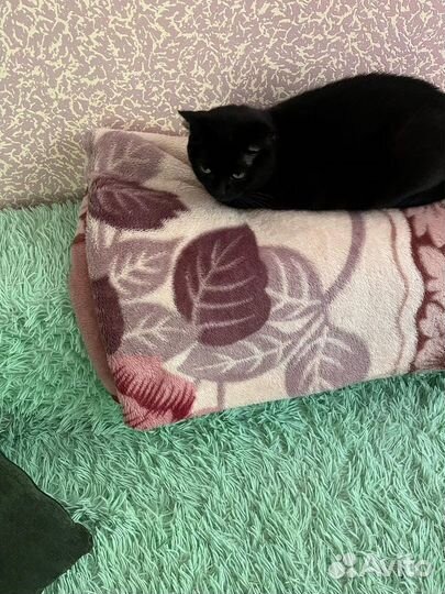 Кошечка Лия в добрые руки