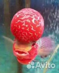 Обслуживание аквариумов