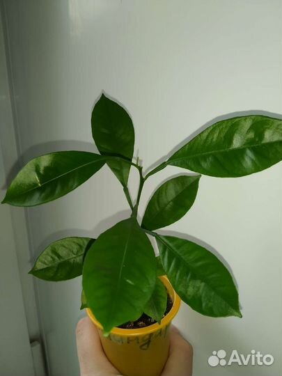 Сеянцы мандарина-каламондина