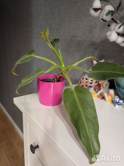 Цветы в горшках