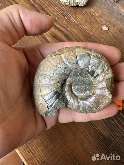 Аммонит окамелость