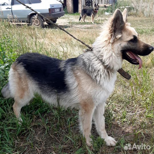 Собака в добрые руки отдам бесплатно