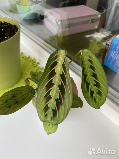 Маранта триколор