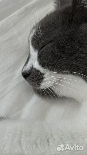 Платные передержки, котоняня :)