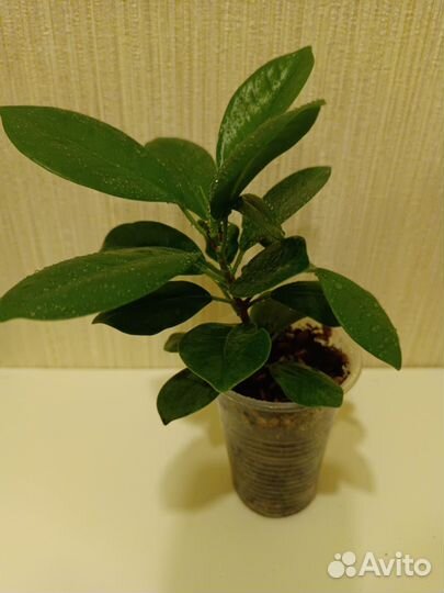 Фикус Микрокарпа, Аглаонема, Хавортия купера