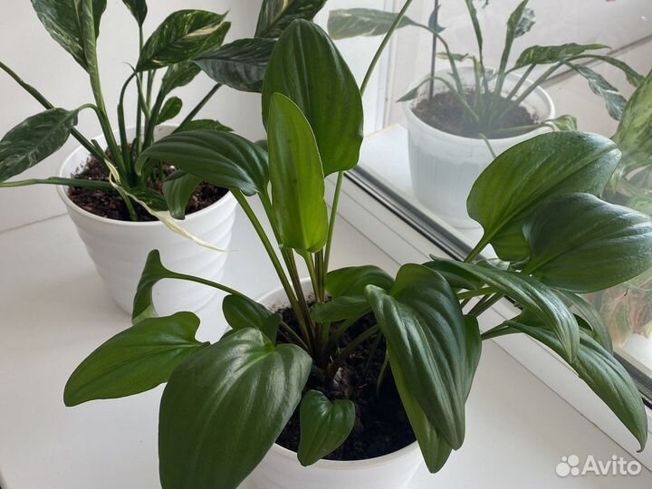 Дримиопсис