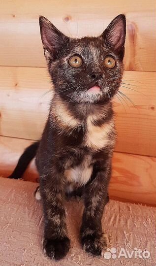 Котёнок
