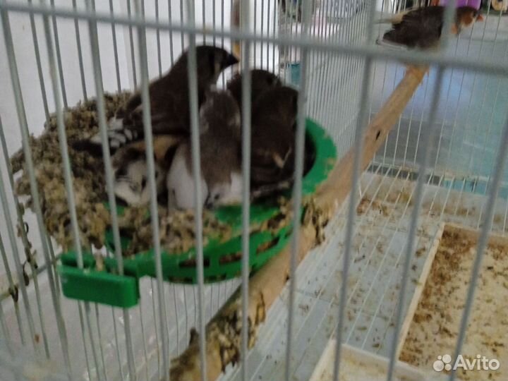 Рисовые амадины