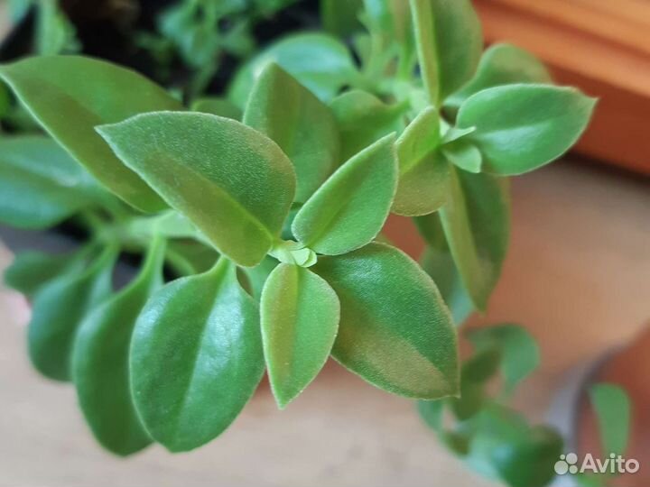 Аптения комнатное растение