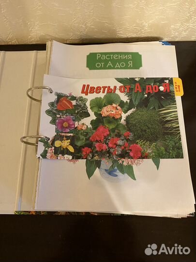 Комнатные растения