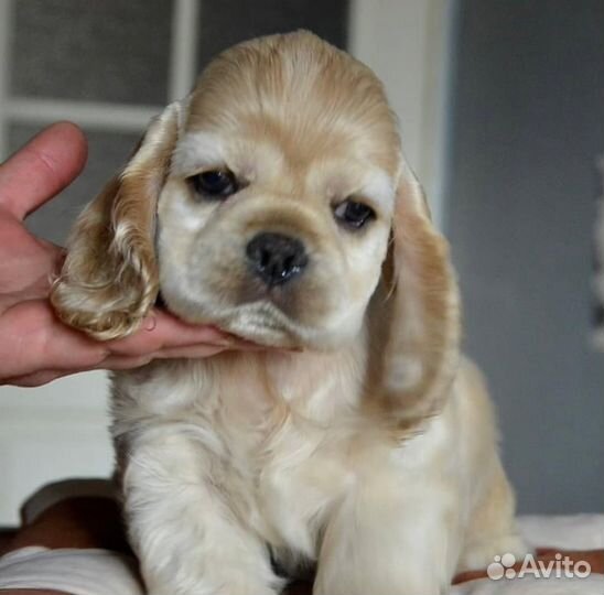 Американский Кокер спаниель