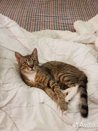 Котенок шотландец метис мальчик Матроскин