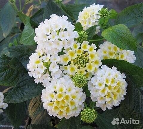 Сортовые Лантаны, Плекрантус (Мята)