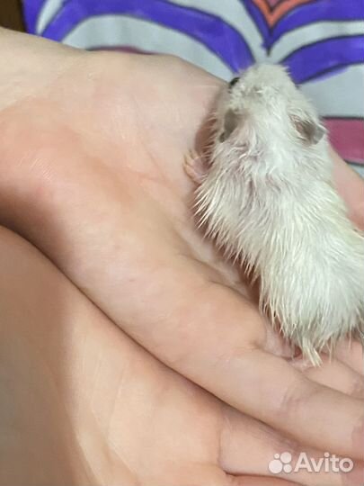 Джунгарский хомяк