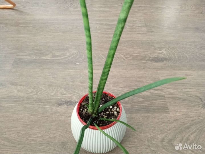 Сансевиерия цилиндрика