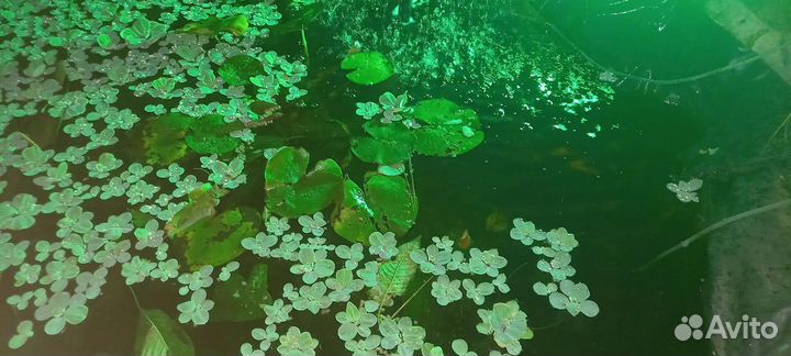 Водяная лилия