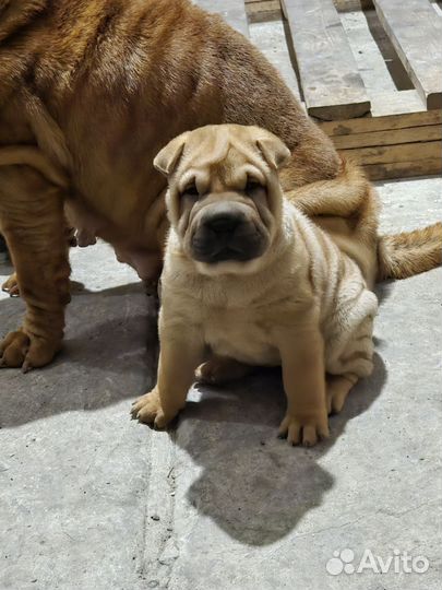 Щенки шарпей