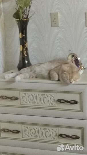 Кот вязка