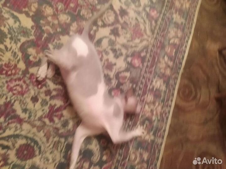 Отдам бесплатно кота